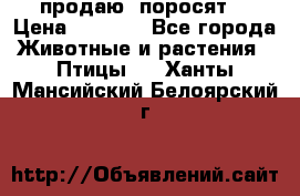 продаю  поросят  › Цена ­ 1 000 - Все города Животные и растения » Птицы   . Ханты-Мансийский,Белоярский г.